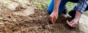 man-planting-plant