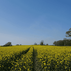 field